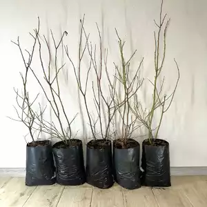 Саджанці 3-річні 7 л Саджанці 3-річні 7 л