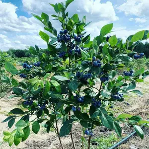 САДЖАНЦІ ЛОХИНИ САДЖАНЦІ ЛОХИНИ